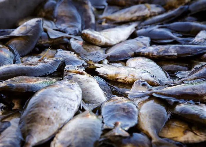 Stam's Paradise Appartement