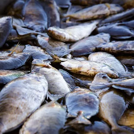 Stam's Paradise Apartman